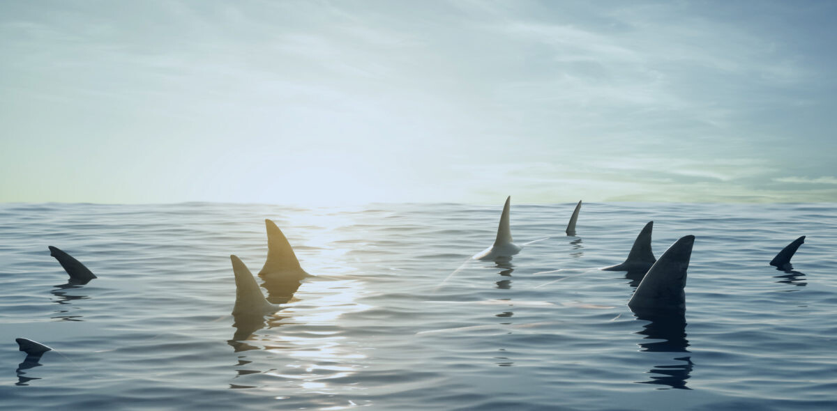 shark fins in water